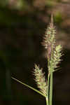 Buxbaum's sedge